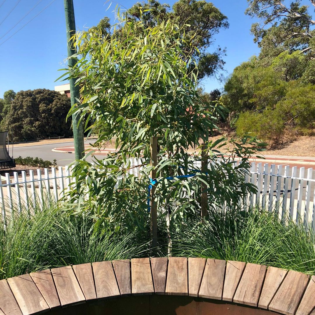 Eucalyptus victrix 'Little Ghost Gum'